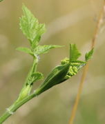 Das Ende eines Seitentriebs mit Dolde. Im Blatt darunter ein weiterer Seitentrieb mit Dolde, noch in der Blattscheide. (Bild: W. Wohlers)