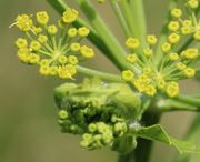 Die ersten Döldchen blühen vor den Nebendolden. (Bild: W. Wohlers)