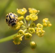 Ein Döldchen mit sechszehn Blüten. Der Marienkäfer (Psyllobora vigintiduopunctata) hat 22 Punkte und frisst Pilzhyphen vom Mehltau, hier aber wohl Nektar vom Griffelpolster oder Pollen. (Bild: W. Wohlers, JKI)
