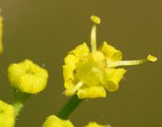 Die fünf Blütenblätter entrollen sich nur wenig. Antheren und Pollen sind wie die ganze Blüte gelb. (Bild: W. Wohlers, JKI)