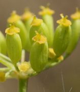 Die Blütenblätter sind abgefallen, die Frucht beginnt zu wachsen. (Bild: W. Wohlers, JKI)