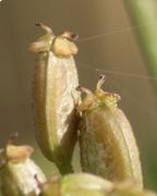 Die Früchte sind Achänen und haben jeweils zwei Samen. (Bild: W. Wohlers, JKI)