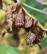 Im vorigen Foto wie auch beim Foto mit dem unreifen Döldchen sind 1 cm große Streifenwanzen zu sehen: Graphosoma lineatum (Pentatomidae) hier an den vertrockneten Blättern. (Bild: W. Wohlers)