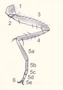 Morphologie Insektenbein (s. Text)