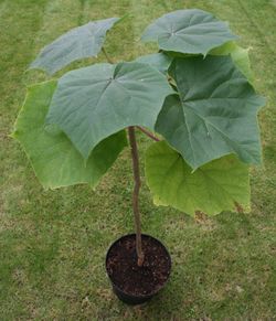 alt=Description de l'image Paulownia elongata.jpg.