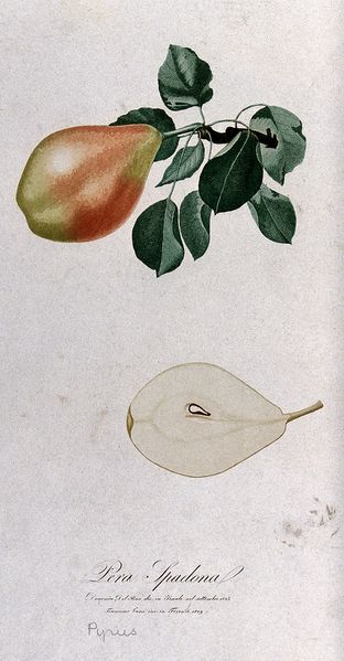 Fichier:Pear (Pyrus species); fruiting branch with halved fruit. Col Wellcome V0043146.jpg
