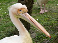 Pelecanus onocrotalus close up.JPG