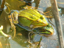 Kleiner Wasserfrosch - Viridiflavus, CC BY-SA 3.0