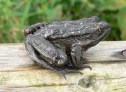 (Seltene) schwarze Farbvariante (Photo: Piet Spaans)