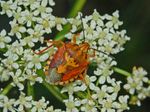 Carpocoris pudicus:  User: Hectonichus - Eigenes Werk