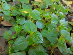 alt=Description de l'image Peperomia pellucida (Mindanao, Philippines).jpg.