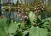 Petasiteshybridus-230410 Bi.jpg