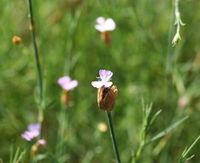 Blüte