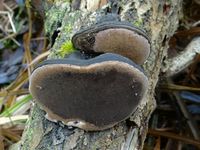 Phellinus igniarius G3.1.jpg