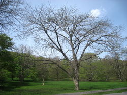 Amur-Korkbaum: Pflanze – Daderot, PD