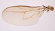 P. heteroneura, Flügel