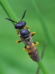 Bienenwolf von oben - Aiwok, CC BY-SA 3.0
