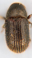 Phloeotribus liminaris1.jpg