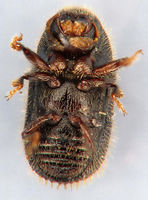 Phloeotribus liminaris2.jpg