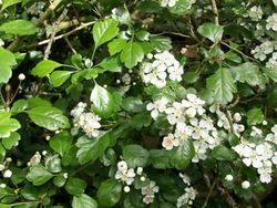 Zweigriffeliger Weißdorn: Blüte – B59210, CC BY-SA 4.0