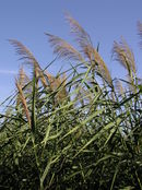 Phragmites australis (inflorescences).jpg