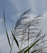 Vor der Blüte erscheinen die Rispen schlank, im August aufgenommen. (Bild: W. Wohlers, JKI)