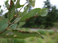 Blattrand-Umrollung verursacht von Phyllocolpa leucosticta an der Grau-Weide (Foto: Alexandra Kehl)