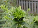 Phyllody on Solidago.JPG