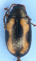 Phyllotreta striolata1.jpg