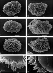 Figures 1–8. 1 Oleandra cumingii, perispore with broad folds, low warty ornamentation, not perforated. scale bar 10 µm. Schmutz 6086 (L) 2 Oleandra cumingii, perispore with narrow wings, spiny ornamentation, few perforations. Scale bar 10 µm. Ting & Shih 796 (L) 3 Oleandra musifolia, perispore with wings partly replaced by fissures, irregularly warty ornamentation, few perforations. Scale bar 10 µm. Brooks s.n. (L 0317430) 4 Oleandra sibbaldii, perispore highly perforated. Scale bar 10 µm. Brass 29706 (L) 5 Oleandra wallichii, perispore spiny. Scale bar 10 µm. De Haas 2622 (L) 6 Oleandra wallichii, perispore spiny, spines confluent into ridges. Scale bar 10 µm. Van Steenis 20870 (L) 7 Oleandra sibbaldii. Perispore spines on a thin basal layer, exospore smooth, Scale bar 1 µm. Elmer 11451 (L) 8 Oleandra wallichii, perispore with thick basal layer, exospore smooth. Scale bar 1 µm. De Haas 2622 (L).