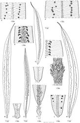 Figure 11. Oleandra neriiformis (a–c, g–m), Oleandra coriacea (d–f). a middle part of lamina, medial sori with indistinct indusia b entire lamina c lyrate lamina base with stipe articulation immediately below lamina base: Brass 23016 (New Guinea) d middle part of lamina, with conspicuous scales on midrib and sori with persistent indusia e entire lamina f lamina base with elongated stipe: Yahud et al SAR 88396 (Borneo) g entire lamina with costal sori h middle part of lamina, sori costal with persistent indusia i rounded lamina base with short stipe j whorl of short phyllopodia on aerial stem: Chew, Corner & Stainton 298 (Borneo) k middle part of lamina sori with inconspicuous indusium l rounded lamina base with short stipe m lamina: Copeland s.n. 29 jan 1933 (Philippines)., All views of lamina showing abaxial surface; all specimens L.