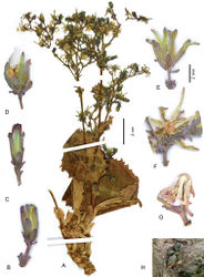 Figure 2. Lactuca hazaranensis – A habit, left plant of holotype sheet B–G capitula, all to the same scale, before flowering (B–C), at fruiting (D–E), after fruiting (F–G); H plant in natural habitat A–G from the holotype H plant in the natural habitat at the type locality; photograph by M. Eskandari, 10 Aug 2010.