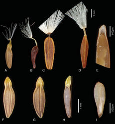 Figure 3. Achenes of the Lactuca rosularis group and Cicerbita polyclada – A, F–I Lactuca hazaranensis; complete achene (A); achene after loss of easily detachable beak, dorsal view (F); ventral view (G); longitudinal section of achene showing two segments, proximal large segment with embry, distal small segment solid with yellow tissue (H); embryo (I); B Lactuca rosularis C Lactuca denaensis D–E Cicerbita polyclada, complete achene (D) and longitudinal section of distal portion showing apical cavity (E). – A–D and F–H each to the same scale A, F–I from the holotype at IRAN B from Rechinger 55980 B, C from Kotschy 662 (B 100426936) D–E from Strauss 14091 (B 100312952)
