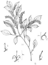 Figure 1. Roupala gertii Prance A habit B flower bud C open flower with two tepals removed D Ovary and style showing two of the nectary lobes E tepal and stamen. (drawn by Flora Bamford)