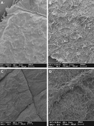 Figure 2. Cuatrecasanthus leaf surfaces: A–B Cuatrecasanthus flexipappus. A Adaxial surface B Abaxial surface C–D Cuatrecasanthus giannasii C Adaxial surface, showing deeply insculpate veins D Abaxial surface.