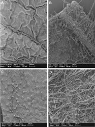 Figure 3. Cuatrecasanthus leaf surfaces: A–B Cuatrecasanthus jelskii. A Adaxial surface B Abaxial surface C–D Cuatrecasanthus kingii. showing veins even with surface D Abaxial surface.