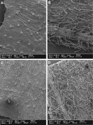 Figure 4. Cuatrecasanthus leaf surfaces: A–B Cuatrecasanthus lanceolatus. A Adaxial surface B Abaxial surface C–D Cuatrecasanthus sandemanii C Adaxial surface D Abaxial surface.