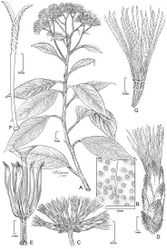 Figure 7. Cuatrecasanthus kingii: A Habit B Detail of adaxial surface of leaf C Cluster of heads D Single head containing one floret E Floret showing corolla lobes divided to base of limb, with thickened margins F Style G Achene with 8–10 ribs.