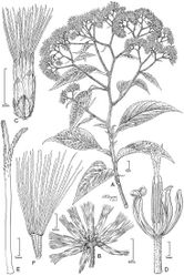 Figure 9. Cuatecasanthus lanceolatus: A Habit B Cluster of heads C Single head containing one floret D Floret showing corolla lobes divided to base of limb, with thickened margins and apical pubescence E Style F Achene with 8–10 ribs.