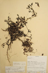 Figure 1. Holotype specimen of Solanum umalilaense Manoko sp. nov. (DSM)