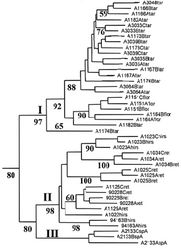 Figure 2. Part of the NJ tree from Manoko (2007)[2]. Numbers at the nodes are NJ Jackknife support values. Cluster I contains Solanum tarderemotum and Solanum florulentum. In cluster II are Solanum retroflexum and Solanum hirsutum. Cluster III is composed of individuals of Solanum umalilaense