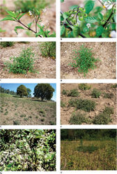 Figure 3. Pictures A,B,C,D taken from plants grown at the Experimental Garden, Radboud University Nijmegen (A24750133). Pictures E,F,G,H taken from plants growing in Mbeya region, Tanzania (E,F: Manoko et al. 2010-2; G,H: Manoko et al. 2010–14).