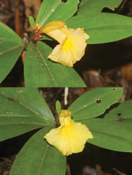 Figure 1. Photographs of Costus loangensis from the single known population. Photo credit: J.P. Vande weghe.