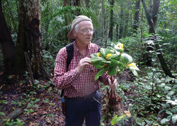 Figure 3. Costus loangensis habit and habitat, as being studied by co-author P.J.M. Maas. Photo credit: H. Maas-van de Kamer.