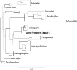 Figure 4. Phylogeny of African Costus species (Table 2) including newly described Costus loangensis. The phylogeny was constructed in PhyML (Guindon and Gascuel 2003[1]) with aligned sequence data for two low copy nuclear markers [calmodulin (cam) intron (Johansen 2005[2]) and rpb2 (Specht 2006a[3])] and nrDNA markers ITS and ETS. All nodes indicated have >50% bootstrap support.