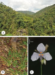 Figure 1. Murdannia saddlepeakense A Habitat (a view of Saddle Peak National Park) B Habit C Flower, ventral view.