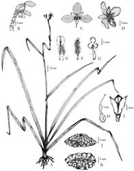 Figure 2. Murdannia saddlepeakense A Habit B Inflorescence C Flower, ventral view D Flower, lateral view E Stamen F Rudimentary stamen G Staminode H Pistil I Capsule J Seed, lateral view K Seed, ventral view. All from M V Ramana 0550. Drawn by Mayur Nandikar