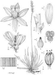 Figure 3. Harperocallis robustior. A Habit B Leaf (detail of parallel veins and tomentose margins) C Inflorescence (detail showing peduncular and calycular bracts subtending flowers) D Peduncular bracts (detail) E Flower F Tepal (adaxial view) G Ovary (note the tuberculae) H Ovary (cross-section showing axile placentation and ovules) I Capsule (carpels separating distally). (A, I from L.J. Dorr et al. 4967 (US); B–H from B. Stergios et al. 17327 (PORT).