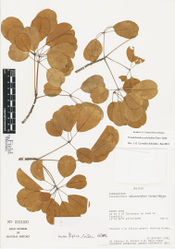 Figure 2. Photograph of an isotype of Pseudobombax pulchellum Carv.-Sobr. (Gentry et al.75227, F 2111431).