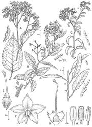 Figure 28. Solanum crispum Ruiz & Pav. (A drawn from Taylor 10235 B drawn from Nee 54654 C drawn from Landrum 8216 D drawn from Biese 78 E–H drawn from Landrum 4459). Illustration by Bobbi Angell.